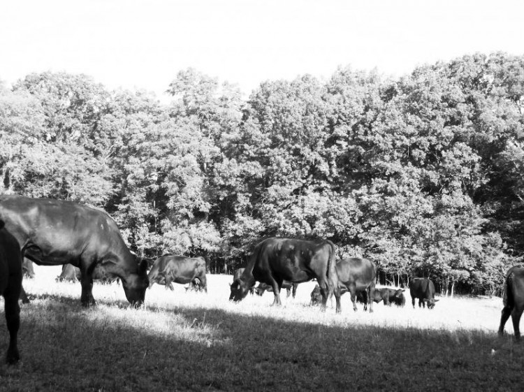 Sunnyhill Angus Farm